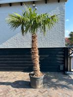 Trachycarpus Fortunei palmbomen palmboom Stamhoogte 150 cm, Zomer, Volle zon, Ophalen of Verzenden, Palmboom