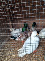 Hollandse raszuivere kwakertjes, Dieren en Toebehoren, Pluimvee, Meerdere dieren, Eend