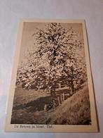 Tiel, Betuweroute in bloei, Verzamelen, Ansichtkaarten | Nederland, Ophalen of Verzenden, Voor 1920, Gelderland