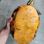 Diverse soorten schildpadden voor in de vijver, Dieren en Toebehoren, Reptielen en Amfibieën, Amfibie