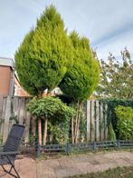 Conifeer 3,5-4m - Zelf uitzoeken!, Tuin en Terras, Planten | Bomen, Ophalen of Verzenden, Bloeit niet, Overige soorten