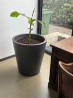 Elho bloempot met plant( banaan), Ophalen, Minder dan 100 cm, Overige soorten, Zomer