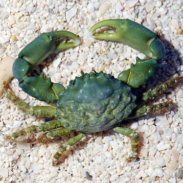 Mithrax Sculptas / Mitrax krab / Emerald krab beschikbaar voor biedingen