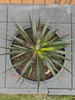 Yucca Aloifolia, Ophalen, Zomer, Overige soorten, Volle zon