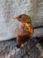 Taxidermie,Taxidermy antiek Opgezette "kramsvogel/lijster ", Ophalen of Verzenden, Gebruikt, Vogel, Opgezet dier