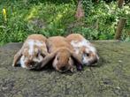 3 Nederlands dwerg hangoor voedstertjes te koop, Dieren en Toebehoren, Konijnen, Vrouwelijk, Dwerg, Hangoor, 0 tot 2 jaar