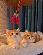 Britse korthaar met Stamboom., Met stamboom