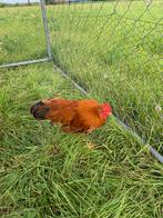 Kippen    New Hampshire, Dieren en Toebehoren, Pluimvee, Mannelijk, Kip