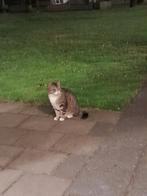Mist iemand dit lieve katje omgeving huize padua/ Boekel in, Dieren en Toebehoren, Vermiste en Gevonden Dieren