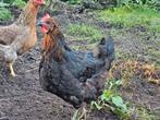 Toompje van 5 kippen, Araucana en eagster egger te koop, Dieren en Toebehoren, Pluimvee
