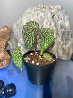Begonia sp Kalimantan, Overige soorten, In pot, Minder dan 100 cm, Bloeiende kamerplant