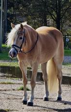Lola haflinger merrie zoekt 5 sterren thuis, Dieren en Toebehoren, Pony's, B, 7 tot 10 jaar, Recreatiepony, Gechipt