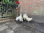 Te koop: toom exotische legkippen, Dieren en Toebehoren, Pluimvee, Vrouwelijk, Kip