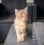 Kitten 3 maanden meisje korthaar, Dieren en Toebehoren, Poes