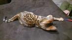 Lieve kittens Bengaal poesjes katertjes mooi patroon glitter, Dieren en Toebehoren, Katten en Kittens | Raskatten | Korthaar, Kater