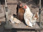 Serama, Dieren en Toebehoren, Pluimvee, Meerdere dieren, Kip