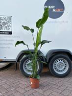 Nieuw! Strelitzia nicolai kamerplant 140cm, Ophalen of Verzenden