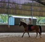 Verzorgster Pony/ Paard Aangeboden Nederhorst d B + omgeving, Ophalen, Nieuw