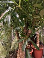 Schefflera compacta op stam — prachtige volle kamerplant, Ophalen, Halfschaduw, 150 tot 200 cm