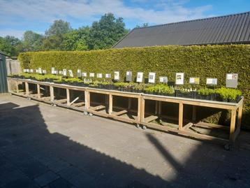 Vaste plantjes te koop beschikbaar voor biedingen