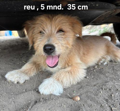 Leuke reu zoekt baasje, Dieren en Toebehoren, Honden | Niet-rashonden, Klein, Reu, Particulier, Eén hond, Buitenland, 15 weken tot 1 jaar