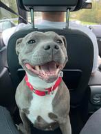 Engelse Stafford, Dieren en Toebehoren, Honden | Jack Russells en Terriërs, Bull Terriër, Rabiës (hondsdolheid), Teef, Eén hond