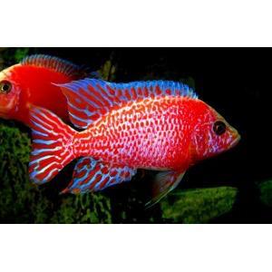 Fire fish mooi op kleur gezocht!! beschikbaar voor biedingen