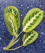 Gewortelde Stek Maranta Lemon Lime., Ophalen of Verzenden, Halfschaduw, Minder dan 100 cm