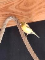 Geel bonte kanarie pop 2022, Dieren en Toebehoren, Vogels | Kanaries, Vrouwelijk, Kleurkanarie