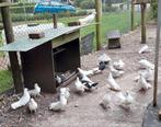 Pauwstaarten., Dieren en Toebehoren, Vogels | Duiven, Meerdere dieren