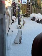 Ik ben op zoek naar serieus koppel blackface, Dieren en Toebehoren, Vogels | Kanaries, Vrouwelijk, Kleurkanarie