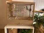 Vogelkooi met mannetjes grasparkiet, Dieren en Toebehoren, Ophalen of Verzenden, Zo goed als nieuw, Hout, Vogelkooi