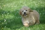 Maltipoo pups, Rabiës (hondsdolheid), 15 weken tot 1 jaar, Buitenland, Meerdere