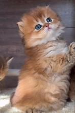 Britsh korthaar kittens, Dieren en Toebehoren, Meerdere dieren