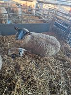 Te koop 2 schapen met lammeren, Meerdere dieren, Schaap