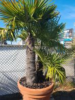 Multistam palmboom, 100 tot 250 cm, Zomer, Palmboom, Ophalen
