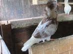 2mooie rood bonte oud Hollandse kapucijn sierduiven, Meerdere dieren, Overige soorten