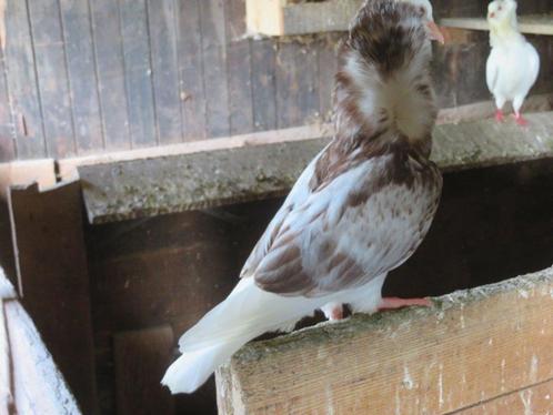 2mooie rood bonte oud Hollandse kapucijn sierduiven, Dieren en Toebehoren, Vogels | Duiven, Overige soorten, Meerdere dieren
