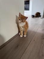 Mooie kruizing maine coon kittens, Dieren en Toebehoren, Katten en Kittens | Raskatten | Langhaar, Meerdere dieren, Ingeënt, 0 tot 2 jaar