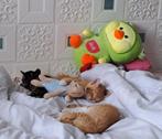 Kittens, Dieren en Toebehoren, Meerdere dieren, Kortharig, 0 tot 2 jaar