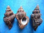 Schelpen: Murex capucinus Lam. f++/gem 30-40mm, Verzenden, Schelp(en)