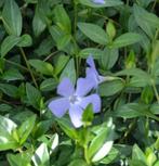 Maagdenpalm, Vinca minor, Tuin en Terras, Planten | Tuinplanten, Halfschaduw, Vaste plant, Bodembedekkers, Ophalen of Verzenden