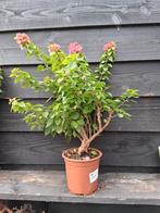 Pre bonsai bougainvillea 1, Ophalen of Verzenden, Bloeit niet, Overige soorten, Minder dan 100 cm