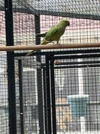 Halsband parkieten jongen van 2025, Dieren en Toebehoren, Geslacht onbekend, Parkiet, Geringd