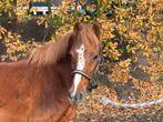 Kinderpony/ fokmerrie/ gezelschappony, Dieren en Toebehoren, Merrie, 11 jaar of ouder