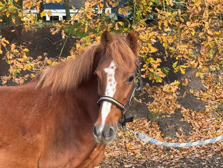 Kinderpony/ fokmerrie/ gezelschappony, Dieren en Toebehoren, Pony's, Merrie, 11 jaar of ouder