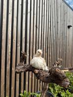 Nog 2 Faverolle groot hennen, Dieren en Toebehoren, Pluimvee, Vrouwelijk, Kip