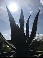Grote BIO blauwe Agave Americana pot winterhard terrasplant, Overige soorten, Volle zon, Vaste plant, Ophalen of Verzenden