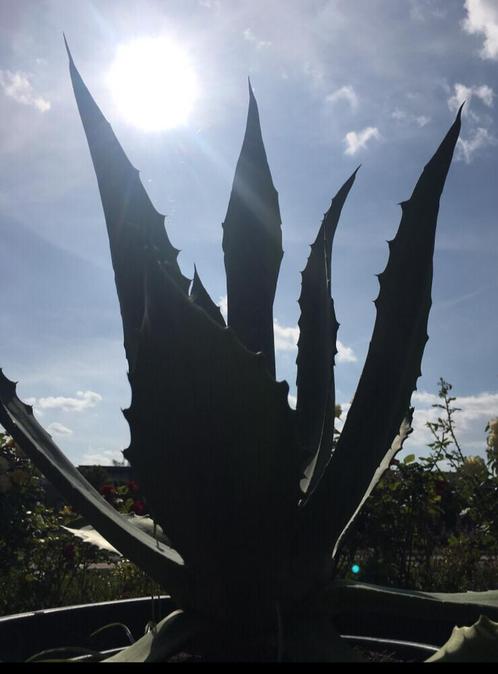 Grote BIO blauwe Agave Americana pot winterhard terrasplant, Tuin en Terras, Planten | Tuinplanten, Vaste plant, Overige soorten