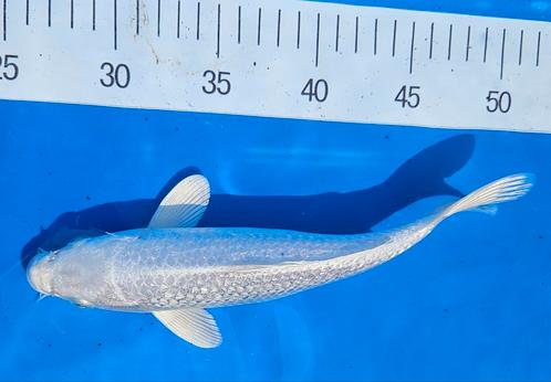 Mooie Japanse Kois 18-25 cm, Dieren en Toebehoren, Vissen | Vijvervissen, Karper of Koi